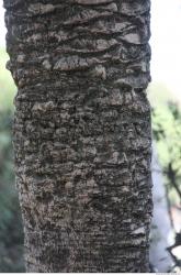 Tree Bark